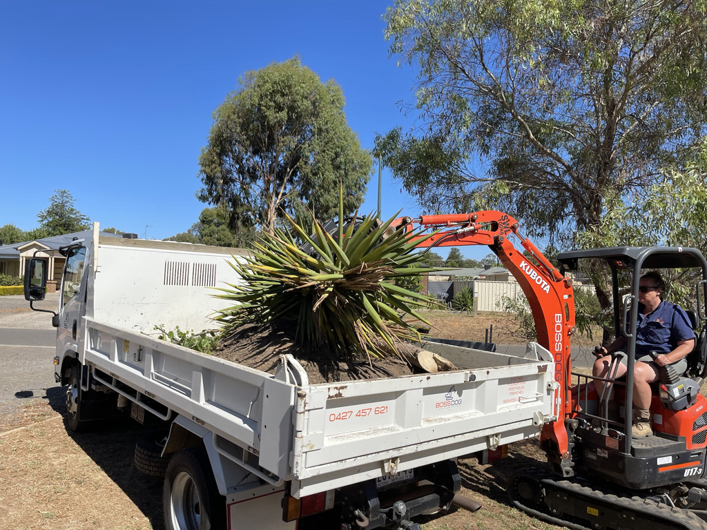 Shrub/Tree removal